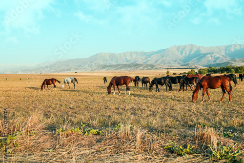 Horses graze in the foothills against the backdrop of the mountains © kvdkz