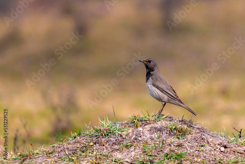black throated thrush on the ground, closeup The black-throated thrush is a passerine bird in the thrush family.