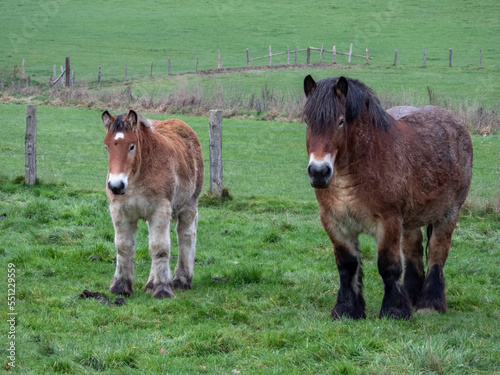Fotografija ardenner workhorse with foal