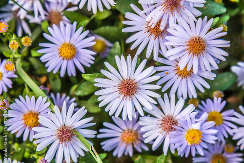 Beautiful autumn september flowers in nature close-up