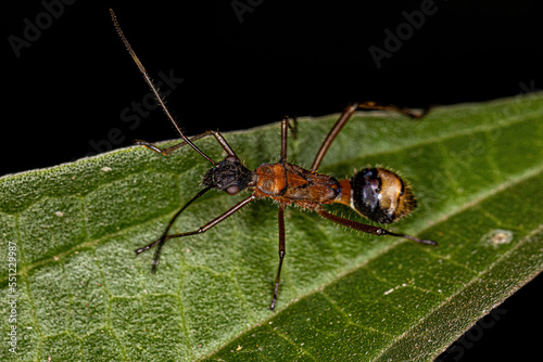 Broad-headed Bug Nymph photo