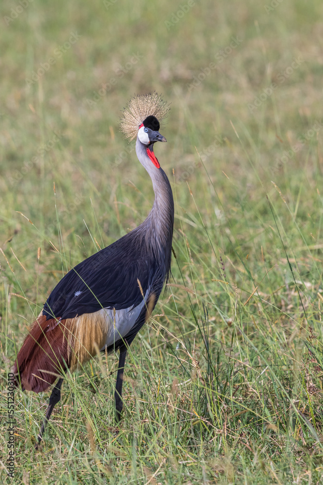 Fototapeta premium Grey Crowned Crane walking in the tall grass in Africa