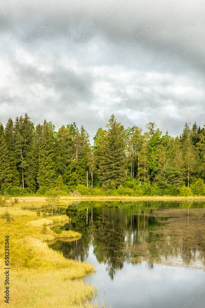 Coniferous forest by a lake in the wilderness
