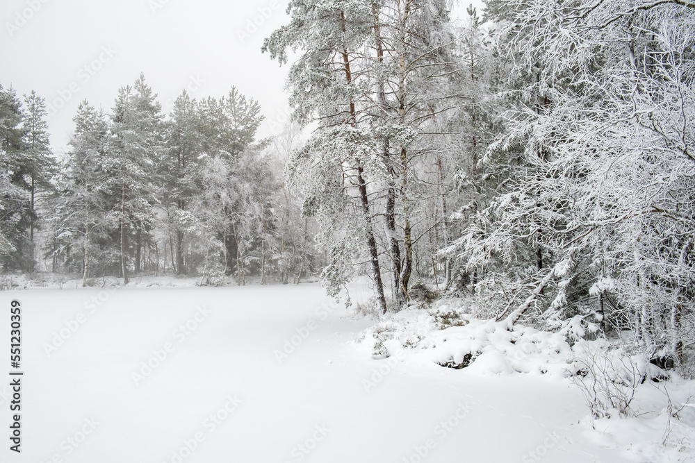 Forest lake with snow and hoarfrost on the trees