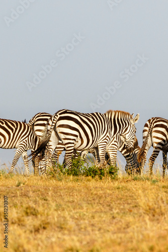 Zebras on the African savannah