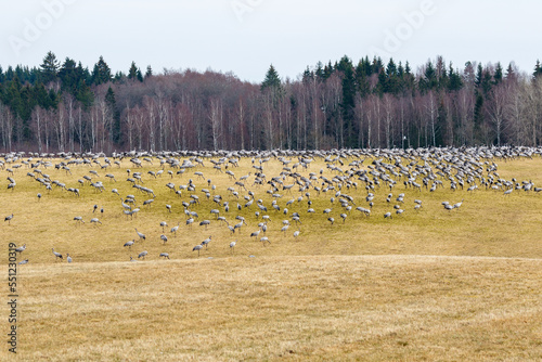 Large flock of cranes on a field photo