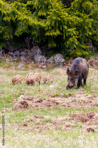 Wild boar sow with young piglets