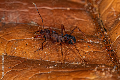 Adult Acromyrmex Leaf-cutter Ant photo