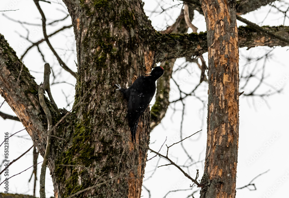 a rare black three-toed woodpecker on a tree branch looking for food on a frosty winter day a rare black three-toed woodpecker on a tree branch looking for food on a frosty winter day