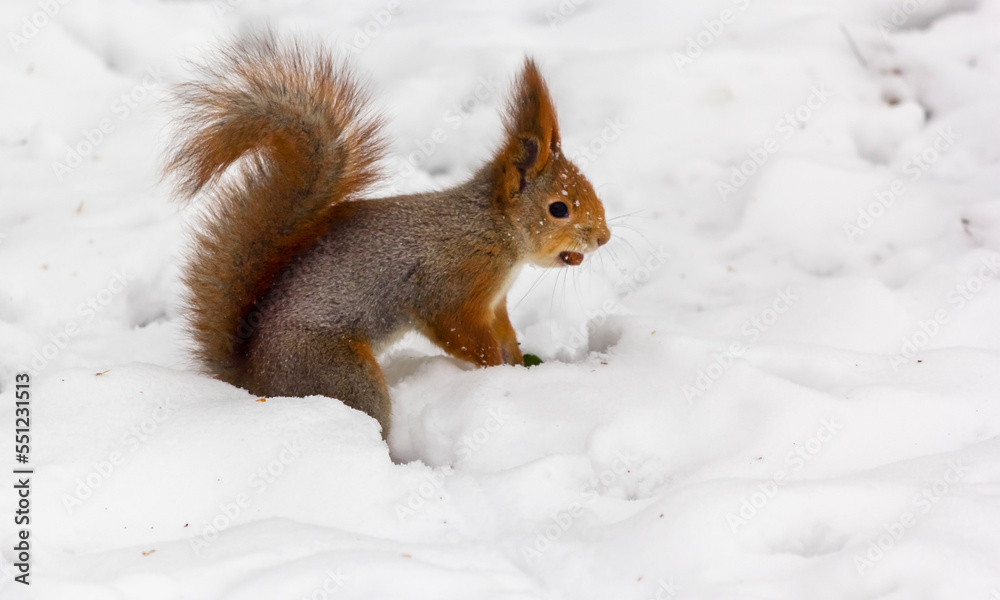 A cute red squirrel sits in the snow and chews on a nut. A cute red squirrel sits in the snow and chews on a nut.