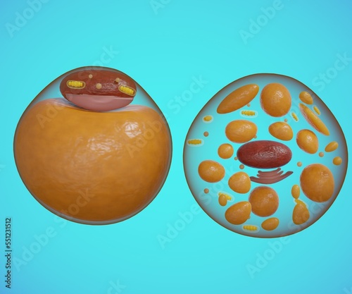 Fotografía brown fat cell also called brown adipose tissue side to side with white fat cell