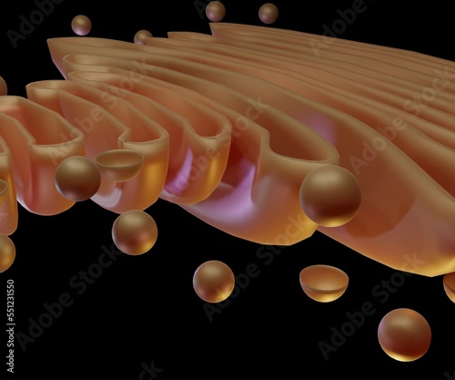Isolated Golgi apparatus in the black background 3d rendering photo