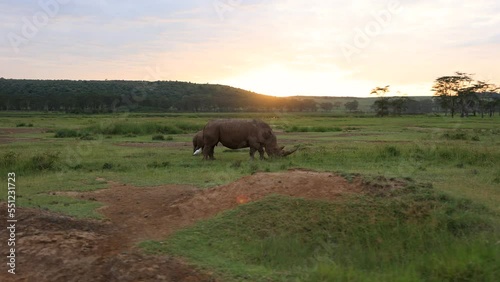 A white rhinoceros family eating grass in the nakuru game reserve in Kenya
