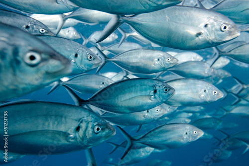 School of shining silver trevally