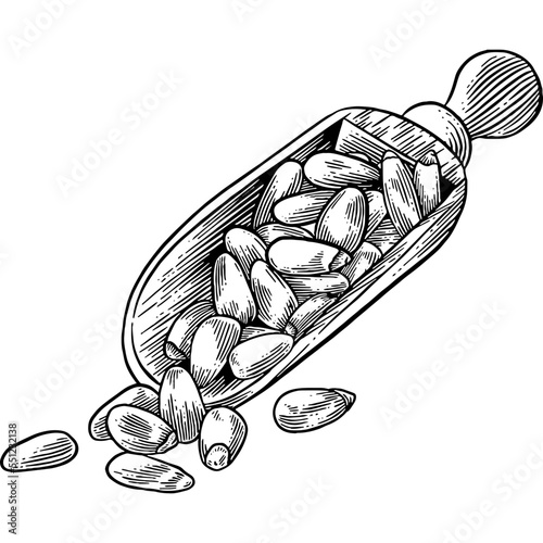 Hand drawn Scoop of Pine Nuts Sketch Illustration photo