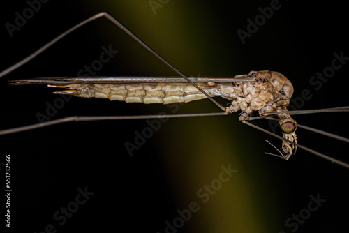 Adult Limoniid Crane Fly photo