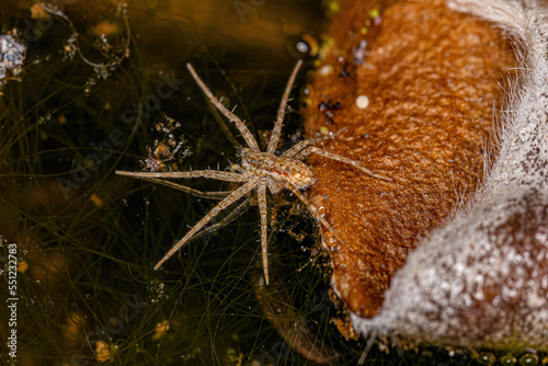 Small Nursery Web Spider photo