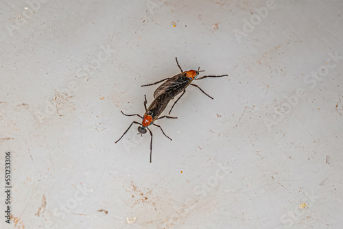 Adult Lovebugs Insects coupling