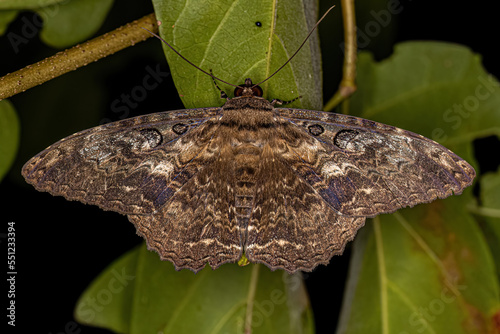 Adult Moth Insect photo