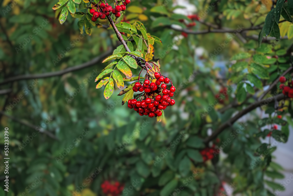 Ripe rowan berries and colorful rowan leaves in autumn. Medicinal plant. Beauty of nature. Autumn background.