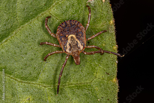 Female Adult Cayenne Tick photo