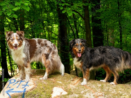 Blue and a red merle australian shepherd on a tree trunk photo