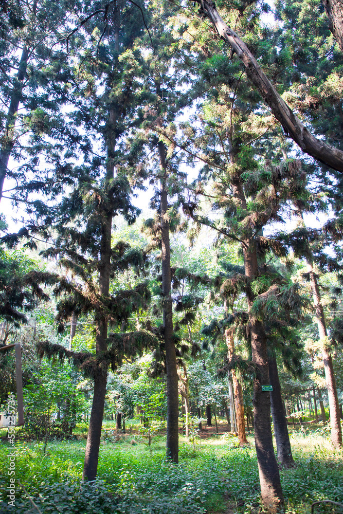 Natural Forest Green Trees in the botanical garden park Natural Forest Green Trees in the botanical garden park