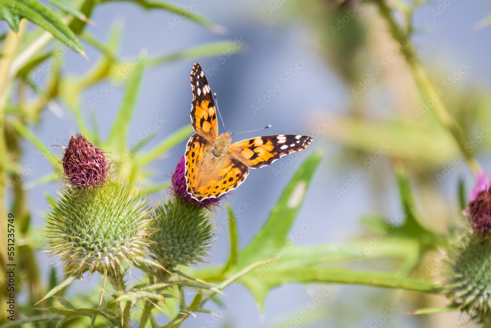 Beautiful butterfly painted lady or Vanessa cardui sitting on a thistle flower. Close up. Macro. Beautiful butterfly painted lady or Vanessa cardui sitting on a thistle flower. Close up. Macro.