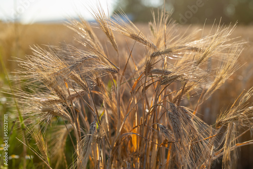 Closeup photo of rye moving in the wind. Beautiful rural field. Selective focus  blurred background.