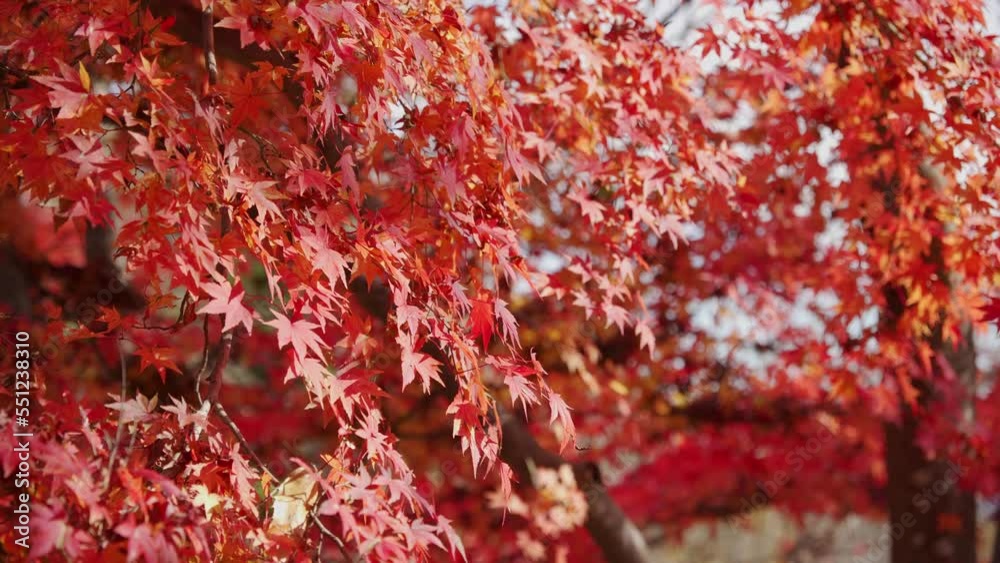 Beautiful red maple leaves swaying in the wind Beautiful red maple leaves swaying in the wind