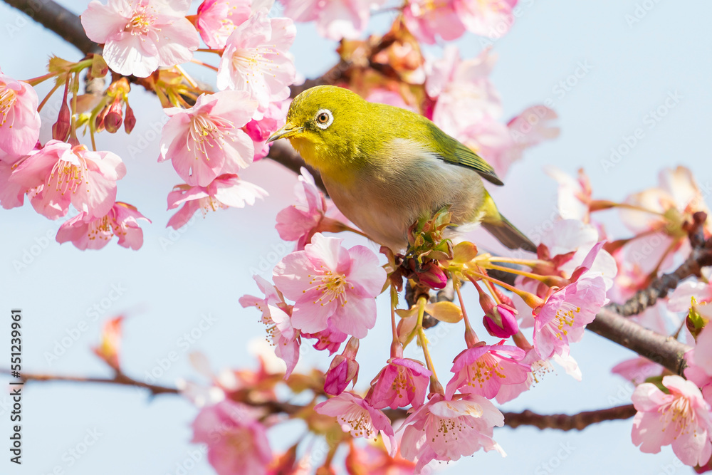河津桜とメジロ