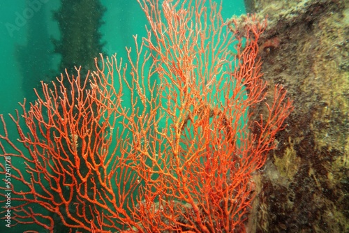 Fototapeta Naklejka Na Ścianę i Meble -  Underwater scene with Sea Fan or Gorgonia coral . Biodiversity of coral reef ecosystem.