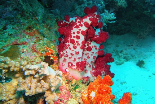 Underwater scene with red soft flower tree coral, Biodiversity of coral reef ecosystem. photo