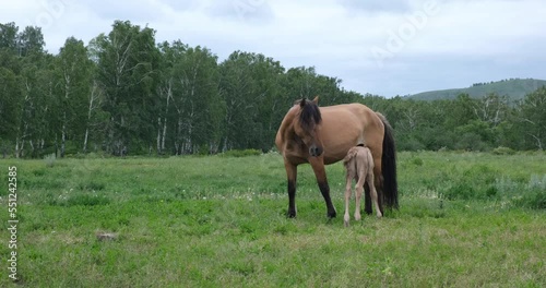A mare and a foal graze on a blooming field on a summer day. The concept of farming, animal husbandry, agriculture, horse breeding. 4K 4096x2160