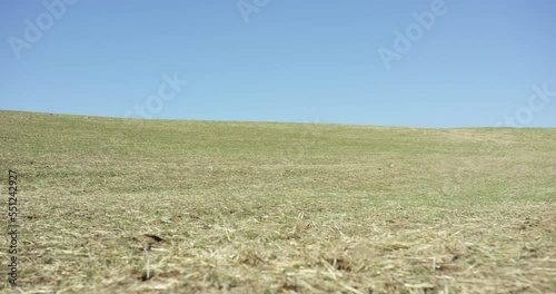 Three riders galloping horses across the steppe photo