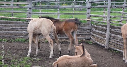 Cute foals in a wooden paddock on a farm. The concept of animal husbandry, agriculture, horse breeding, farming. 4K 4096x2160