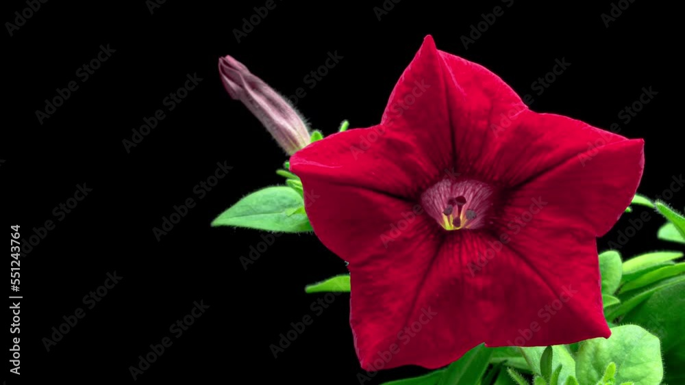 Time lapse of beautiful red petunia flower blooming, black background. close-up. Viva magenta. Color trends Time lapse of beautiful red petunia flower blooming, black background. close-up. Viva magenta. Color trends