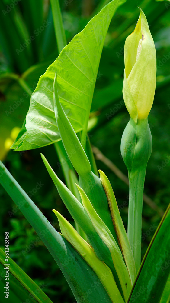 Obraz premium Xanthosoma sagittifolium flowers or tannia flower are blooming, the petals are yellow-green with green flower stalks in the shape of a hump.