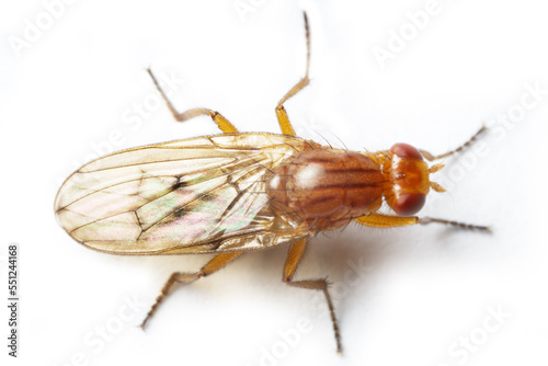 Manure fly (possibly common dung fly (Scathophaga stercoraria or Scatophaga argus)) lives, copulating and feeds on horses, cattle, sheep, deer, wild boar feces. . Extreme close up fly photo
