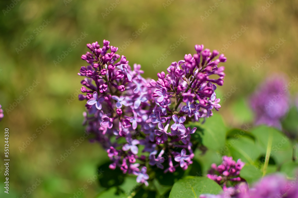 Beautiful purple lilac at sprintime on a blurry background, syringa vulgaris Beautiful purple lilac at sprintime on a blurry background, syringa vulgaris