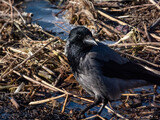 The hooded crow (Corvus cornix) standing in the water in wetland