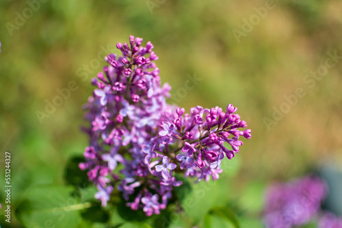 Beautiful purple lilac at sprintime on a blurry background  syringa vulgaris