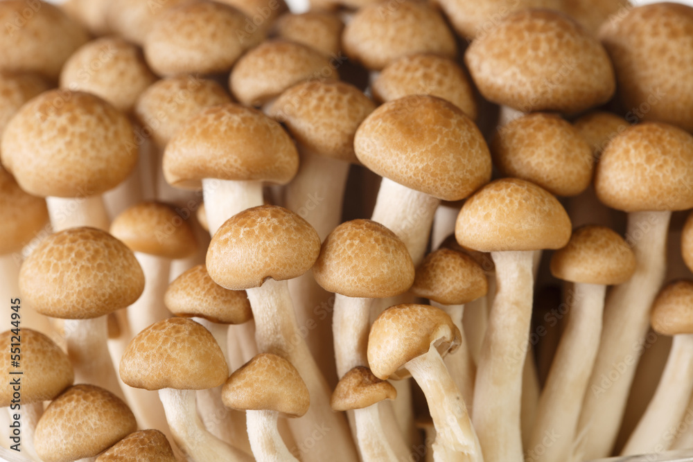 Close-up of brown mushrooms shimeji or beech mushroom or Buna-shimeji. background horizontal Close-up of brown mushrooms shimeji or beech mushroom or Buna-shimeji. background horizontal