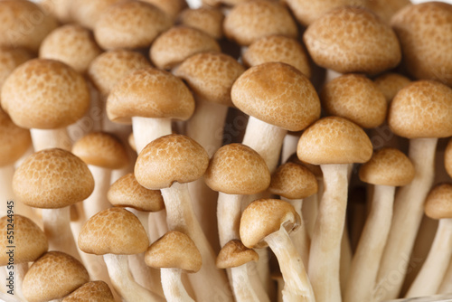 Close-up of brown mushrooms shimeji or beech mushroom or Buna-shimeji. background horizontal