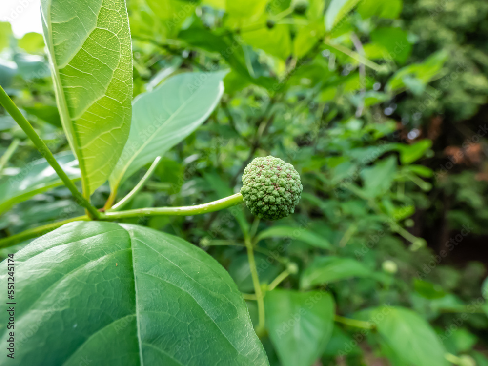 Macro shot of the flower bud of the flowering plant buttonbush, button-willow or honey-bells (Cephalanthus occidentalis) blooming Macro shot of the flower bud of the flowering plant buttonbush, button-willow or honey-bells (Cephalanthus occidentalis) blooming