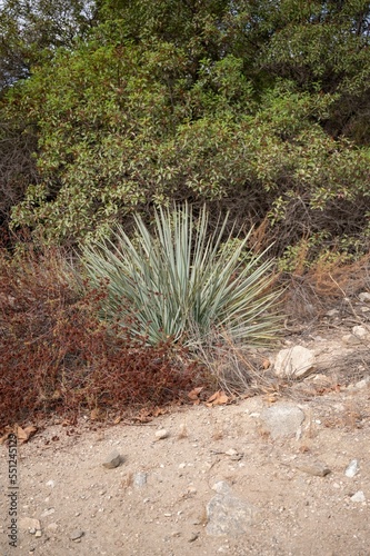 Vertical shot of green wild agave plants in Eaton Canyon hiking trails with sunlight photo