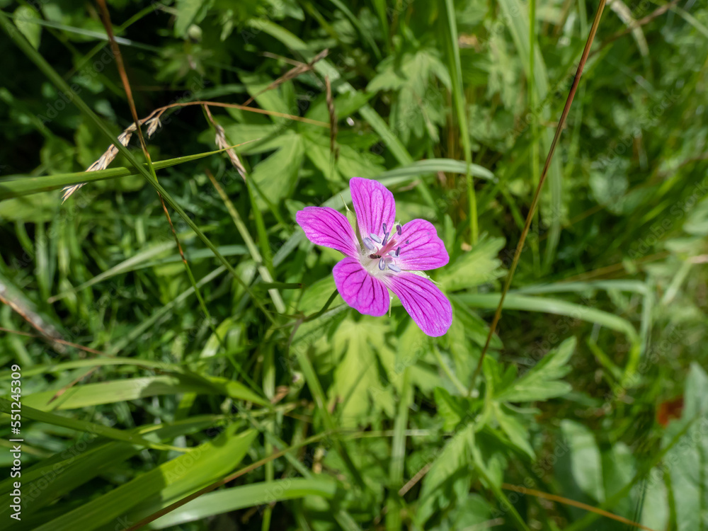 Macro shot of bright pink bloom of the Marsh cranesbill (Geranium palustre) growing in a meadow in summer Macro shot of bright pink bloom of the Marsh cranesbill (Geranium palustre) growing in a meadow in summer