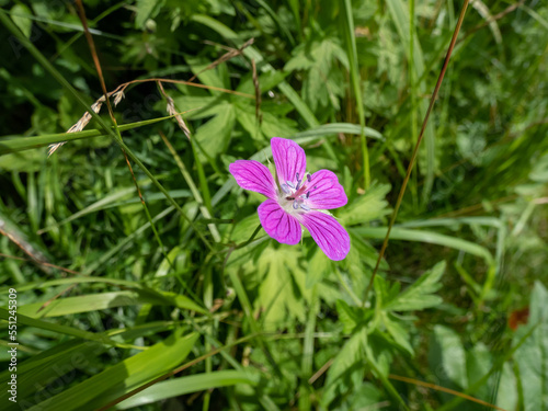 Macro shot of bright pink bloom of the Marsh cranesbill  Geranium palustre  growing in a meadow in summer