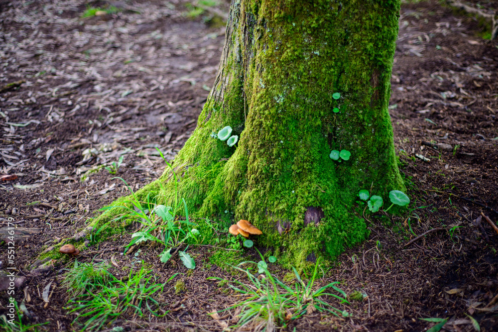 Tree root with moss, leaves and mushrooms Tree root with moss, leaves and mushrooms