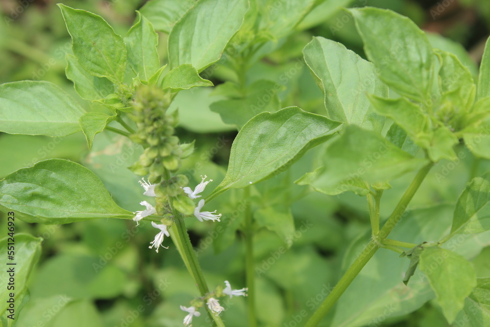 looks close to basil flowers among basil leaves looks close to basil flowers among basil leaves